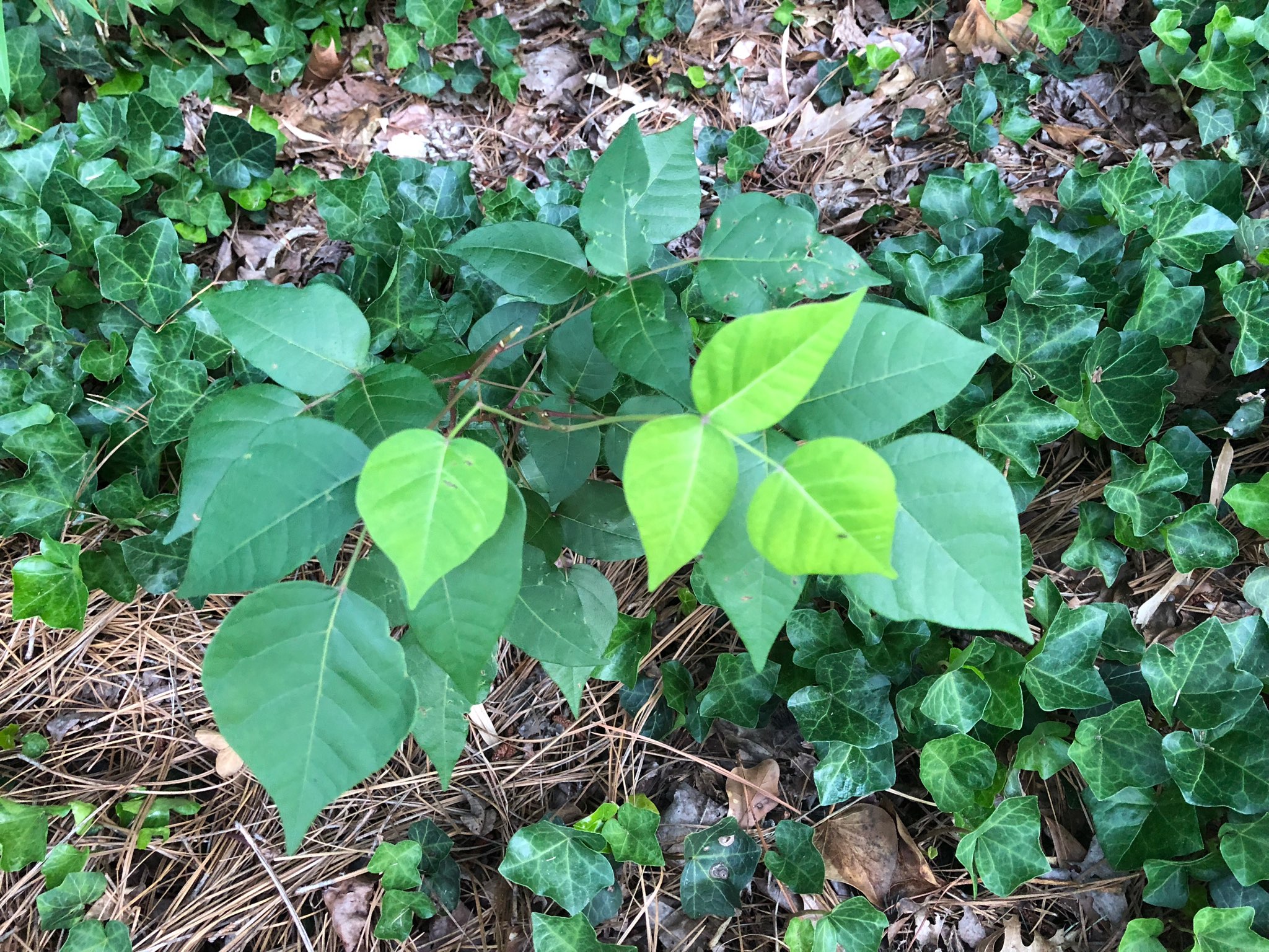 Is All Ivy Poisonous