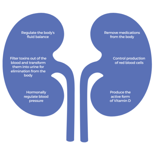 Kidney Function Is Not A Right It's A Privilege Get to Know Your Kidneys